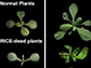 discovery in the model plant Arabidopsis of two new proteins