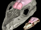 CT scans of modern short-tailed opossum