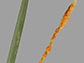 orchardgrass infected by a non-toxic species of Rathayibacter
