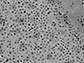 manganese oxide nanoparticles