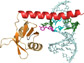 p65 protein with telomerase RNA