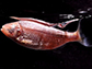 Pachón cavefish