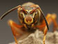 a paper wasp found throughout North America