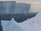 penguins on a iceberg
