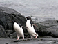 Adélie penguins rely on the krill being close to shore