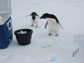 penguins check out samples of phytoplankton