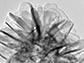 petals of a titanium dioxide sphere enhanced with cyclodextrin
