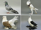 a collage of four breeds of pigeons