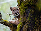 a mountain lion in a tree