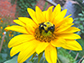 queen bee on sunflower