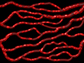 red blood cells deforming as they flow through another microvascular network geometry
