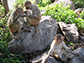 monkeys sitting on rocks