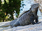 the critically endangered Ricord’s iguana
