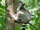 a female ring-tailed lemur