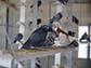 domestic rock pigeons