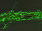 a clarified root segment with fungus stained fluorescent green