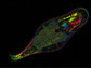 Bdelloid rotifer Adineta vaga, birefringence image