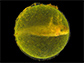 a single spotted salamander embryo in an egg