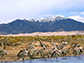 Sandhill cranes in the San Luis Valley of Colorado