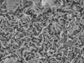 electron micrograph of SAR11 strain