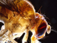 close-up image of a fruit fly