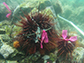 male sea urchins spawning off the Pacific coast of Canada