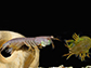 a mantis shrimp sparring match