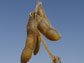 soya bean plant nodules and pods