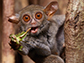 a spectral tarsier feeding on a grasshopper