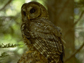 a Northern Spotted Owl