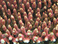 close-up of staghorn coral