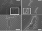 stem cells plated on micropost arrays
