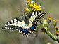 a swallowtail butterfly on a flower