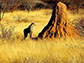 cheetahs stalk around a termite mound