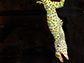 photo of a tokay gecko clinging to a smooth surface