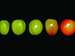 tomato fruit at the different developmental stages