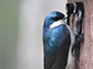 a tree swallow returns to its nest box