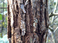 tree-bark
