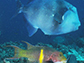 triggerfish, top, and hogfish