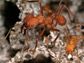 Texas leafcutter ant