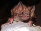 close-up of a common vampire bat