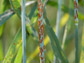 wheat stem rust