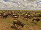 wildebeest crossing the Serengeti