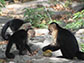 younger capuchin monkeys learning how to open Panama fruit