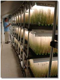 Researcher and Arabidopsis plants; caption is below