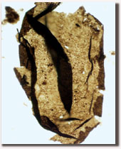 microfossil that indicates high amounts of ancient CO<sub>2</sub>